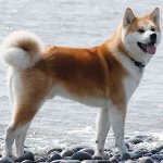 Breed of dogs: Akita Inu