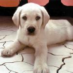 The breed of alabai dogs The breed of alabai dogs