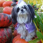 Breed of Shih Tzu dogs Breed of Shih Tzu dogs
