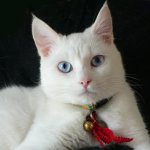 Breeds of white cats Breeds of white cats