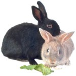 Species of decorative rabbits Species of decorative rabbits