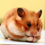 Breeds of hamsters Breeds of hamsters