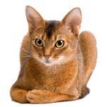 Cat breeds: Abyssinian cat Cat breeds: Abyssinian cat