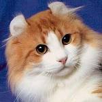 Breeds of cats: American Curl Breeds of cats: American Curl