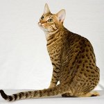 Breeds of cats: ocicat