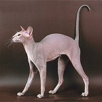 Breeds of cats: the St. Petersburg Sphinx Breeds of cats: the St. Petersburg Sphinx
