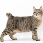 Breeds of cats: pixibob Breeds of cats: pixibob