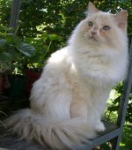 Breeds of cats: ragamuffin Breeds of cats: ragamuffin