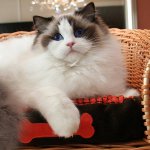 Breeds of cats: ragdoll Breeds of cats: ragdoll