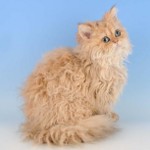 Breeds of cats: Selkirk rex Breeds of cats: Selkirk rex