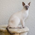 Cat breeds: Siamese cat