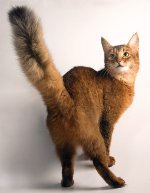 Cat breeds: Somali cat