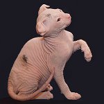 Breeds of cats: Ukrainian lewk Breeds of cats: Ukrainian lewk