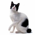 Cat breeds: Japanese Bobtail