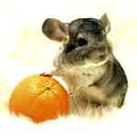 Breeds of chinchillas Breeds of chinchillas