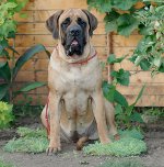 Breeds of dogs: English mastiff Breeds of dogs: English mastiff