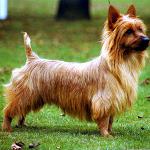 Dog Breeds: Australian Terrier Dog Breeds: Australian Terrier