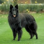 Dog breeds: Belgian Shepherd Dog Grunendal
