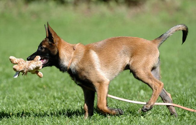 Breeds of dogs: Belgian Shepherd Malinois