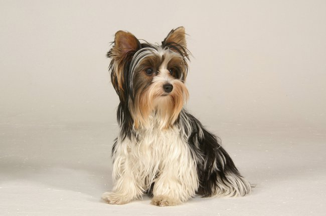 Breeds of dogs: Yorkshire terrier