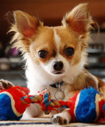Breeds of dogs: chihuahua Breeds of dogs: chihuahua