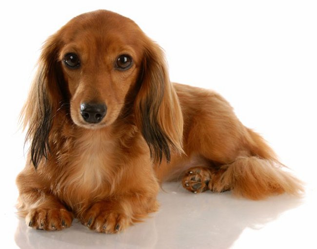 Dog breeds: longhaired dachshund