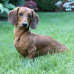 Dog breeds: smooth-haired dachshund Dog breeds: smooth-haired dachshund