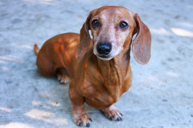 Dog breeds: smooth-haired dachshund