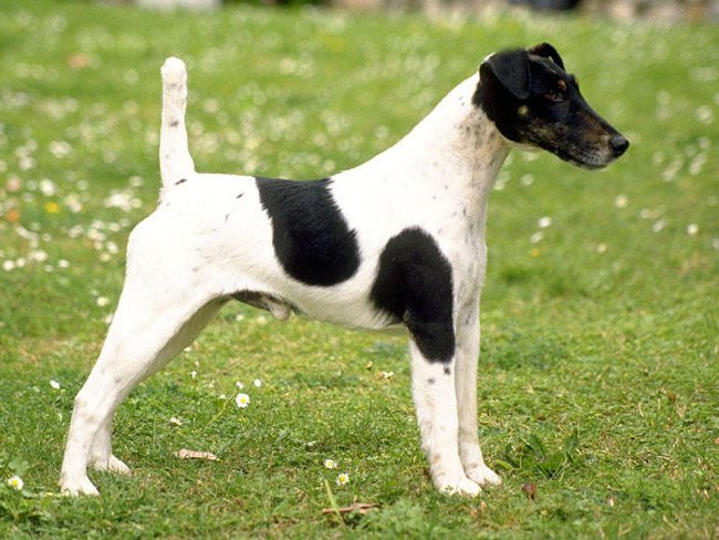 Dog breeds: smooth-haired fox terrier