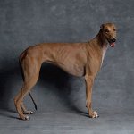 Breeds of dogs: Greyhound Breeds of dogs: Greyhound
