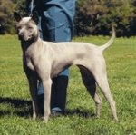 Breeds of dogs: Thai Ridgeback Breeds of dogs: Thai Ridgeback