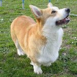 Breeds of dogs: welsh corgi pembroke Breeds of dogs: welsh corgi pembroke