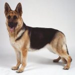Breeds of dogs: East European Shepherd Dog