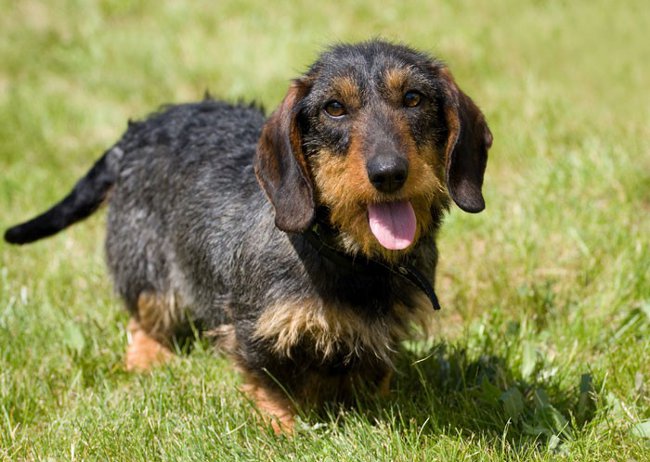 Breeds of dogs: coarse dachshund