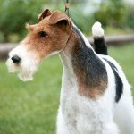 Dog breeds: coarse-eyed fox terrier