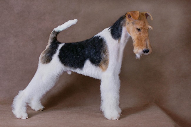 Dog breeds: coarse-eyed fox terrier