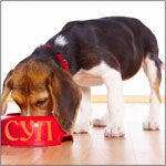 Advantages and disadvantages of dry food for cats and dogs Advantages and disadvantages of dry food for cats and dogs