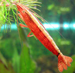 Aquarium Shrimp Aquarium Shrimp