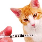 Inoculations for cats Inoculations for cats