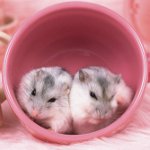 Reproduction of hamsters Reproduction of hamsters