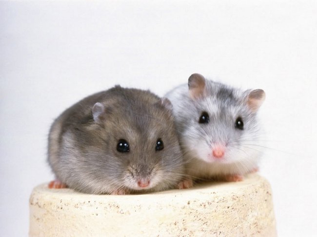 Reproduction of hamsters