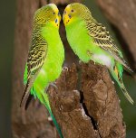 Breeding of wavy parrots Breeding of wavy parrots