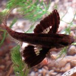 Butterfly fish Butterfly fish