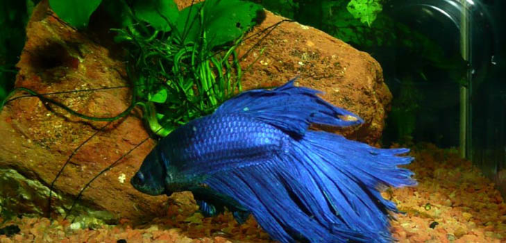 Cockfish: care, content, nutrition
