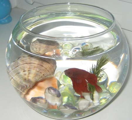 Cockfish: care, content, nutrition
