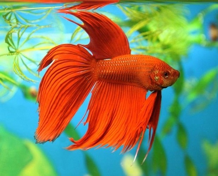 Cockfish: care, content, nutrition