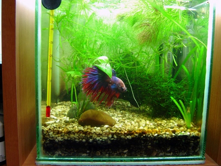 Cockfish: care, content, nutrition