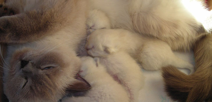 Childbirth in cats