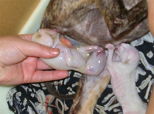 Childbirth in cats