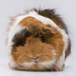 Rosette guinea pigs Rosette guinea pigs